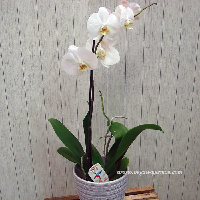 Орхидея белая купить в горшке камелия доставка цветов нефтекамск